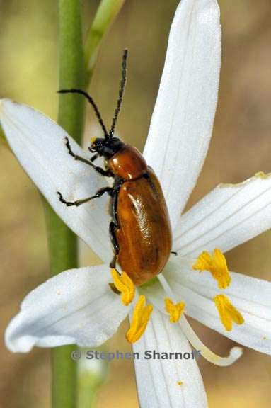 beetle anthericum graphic